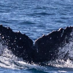 Fluke of HW-MN0524243