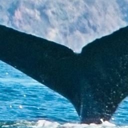 Fluke of HW-MN0524248