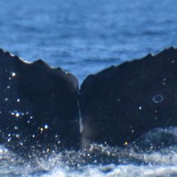 Fluke of HW-MN0524251