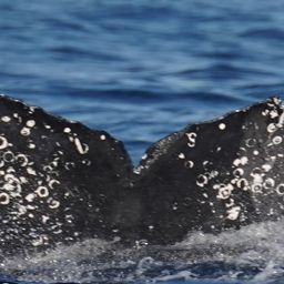 Fluke of CRC-22238