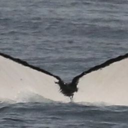 Fluke of CRC-16566