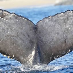 Fluke of HW-MN0524262