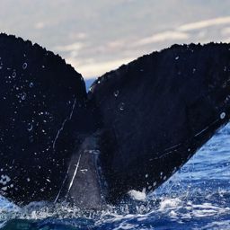Fluke of HW-MN0524264