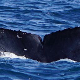 Fluke of HW-MN0524266