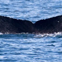 Fluke of CRC-17754