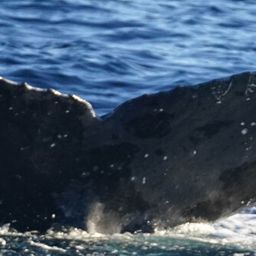 Fluke of HW-MN0524269