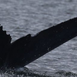 Fluke of CRC-23308