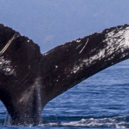 Fluke of CRC-12320