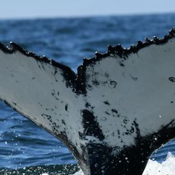 Fluke of HW-MN0804865
