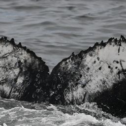 Fluke of HW-MN0804866
