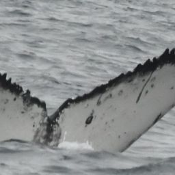 Fluke of HW-MN0804868
