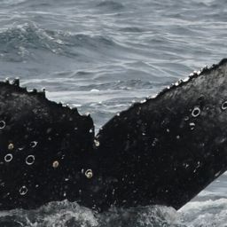 Fluke of HW-MN0804871