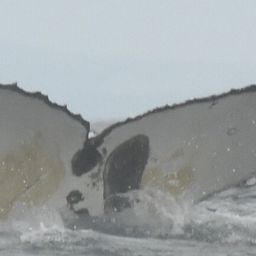 Fluke of HW-MN0804879