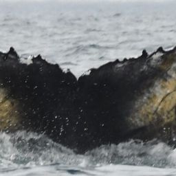 Fluke of HW-MN0804881