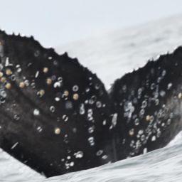 Fluke of HW-MN0804883