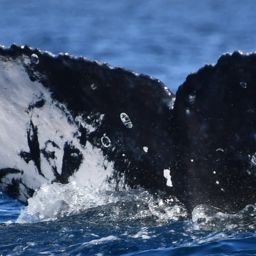 Fluke of HW-MN0524276