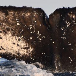 Fluke of HW-MN0524277