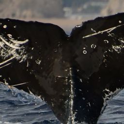 Fluke of HW-MN0524278
