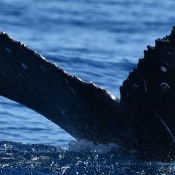 Fluke of HW-MN0524282