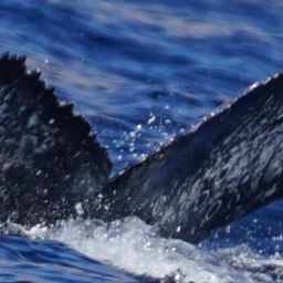 Fluke of CRC-22327