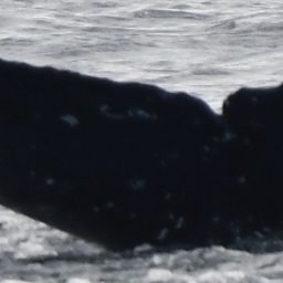 Fluke of HW-MN0524291
