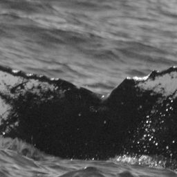 Fluke of CRC-11813