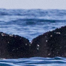 Fluke of SEAK-2759