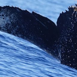 Fluke of HW-MN0524298