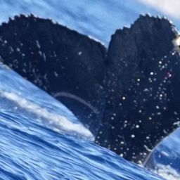 Fluke of HW-MN0524299