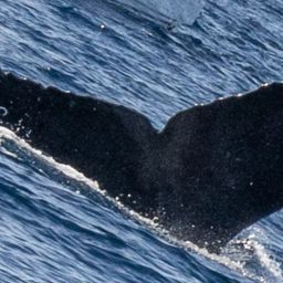Fluke of CRC-23077