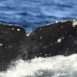 Fluke of HW-MN0444928