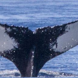 Fluke of CRC-21244