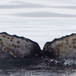 Fluke of HW-MN1307050