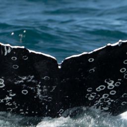 Fluke of HW-MN0804884