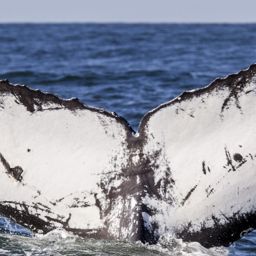 Fluke of CRC-16486