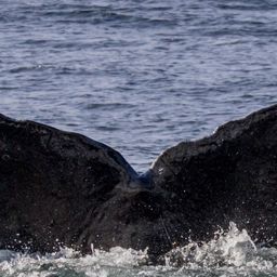 Fluke of CRC-10585