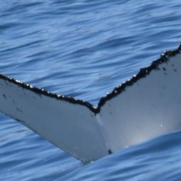 Fluke of HW-MN0804886