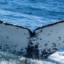 Fluke of HW-MN0804887