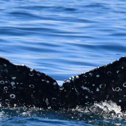 Fluke of HW-MN0804888