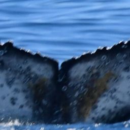 Fluke of HW-MN0804891