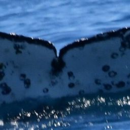 Fluke of HW-MN0804892