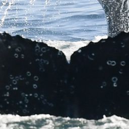Fluke of HW-MN0804894