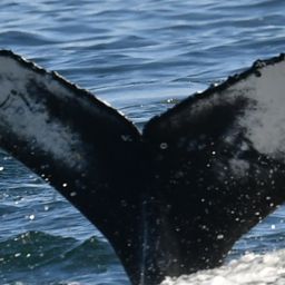 Fluke of HW-MN0804895