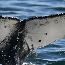 Fluke of HW-MN0804897