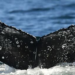 Fluke of HW-MN0804898