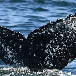 Fluke of HW-MN0804899