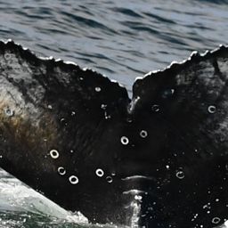 Fluke of HW-MN0804900