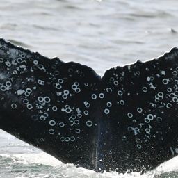 Fluke of HW-MN0804901
