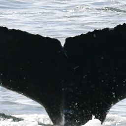 Fluke of HW-MN0804902
