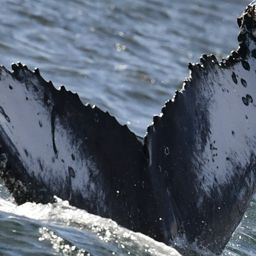 Fluke of HW-MN0804904